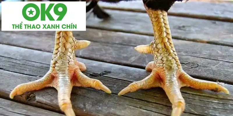 Dấu hiệu nhận biết vảy gà khai vương Dấu hiệu nhận biết vảy gà khai vương