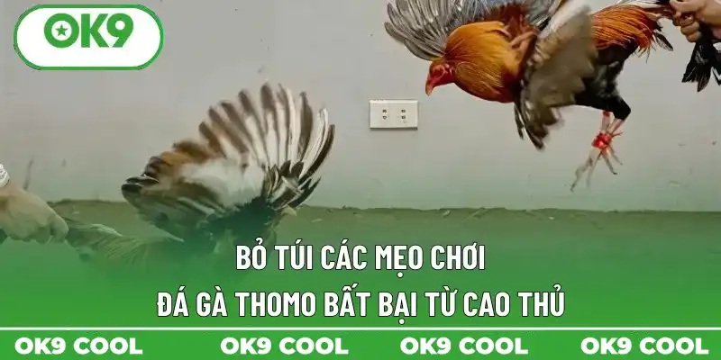 Bỏ túi các mẹo chơi đá gà Thomo bất bại từ cao thủ Bỏ túi các mẹo chơi đá gà Thomo bất bại từ cao thủ