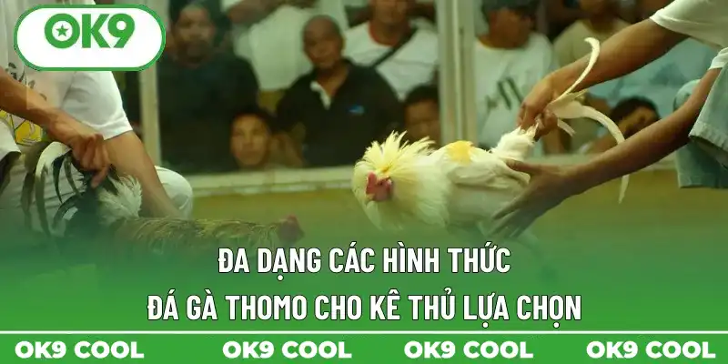 Đa dạng các hình thức đá gà Thomo cho kê thủ lựa chọn Đa dạng các hình thức đá gà Thomo cho kê thủ lựa chọn