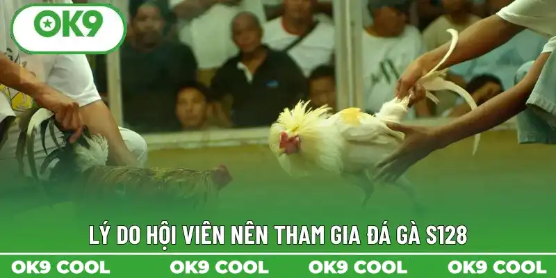 Lý do hội viên nên tham gia đá gà S128 Lý do hội viên nên tham gia đá gà S128